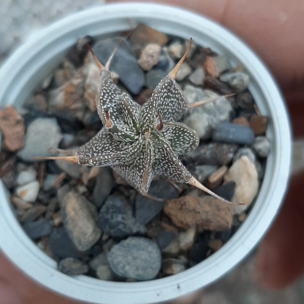 Astrophytum Ornatum Hibrido (3)