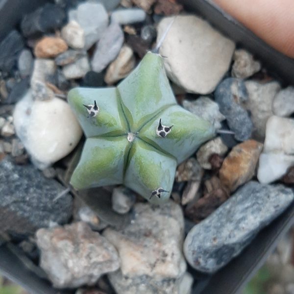 Myrtilocactus Geometrizans