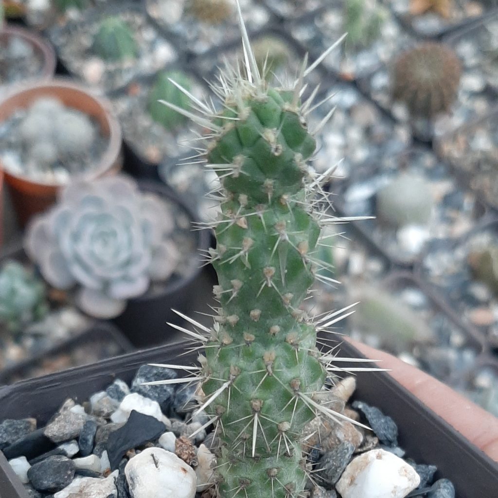 Cilindropuntia Tunicata