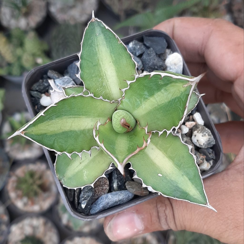 Agave Lophantha (Pequeño)