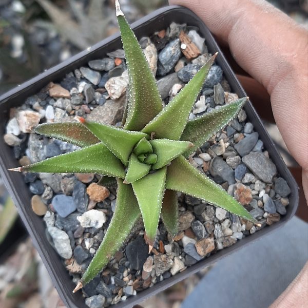 Haworthia Attenuata var. Radula