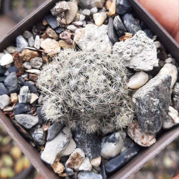 Mammillaria Prolifera Hibrida Numero 1