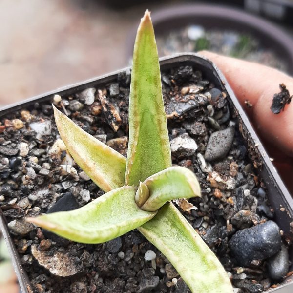 Aloe Frágilis