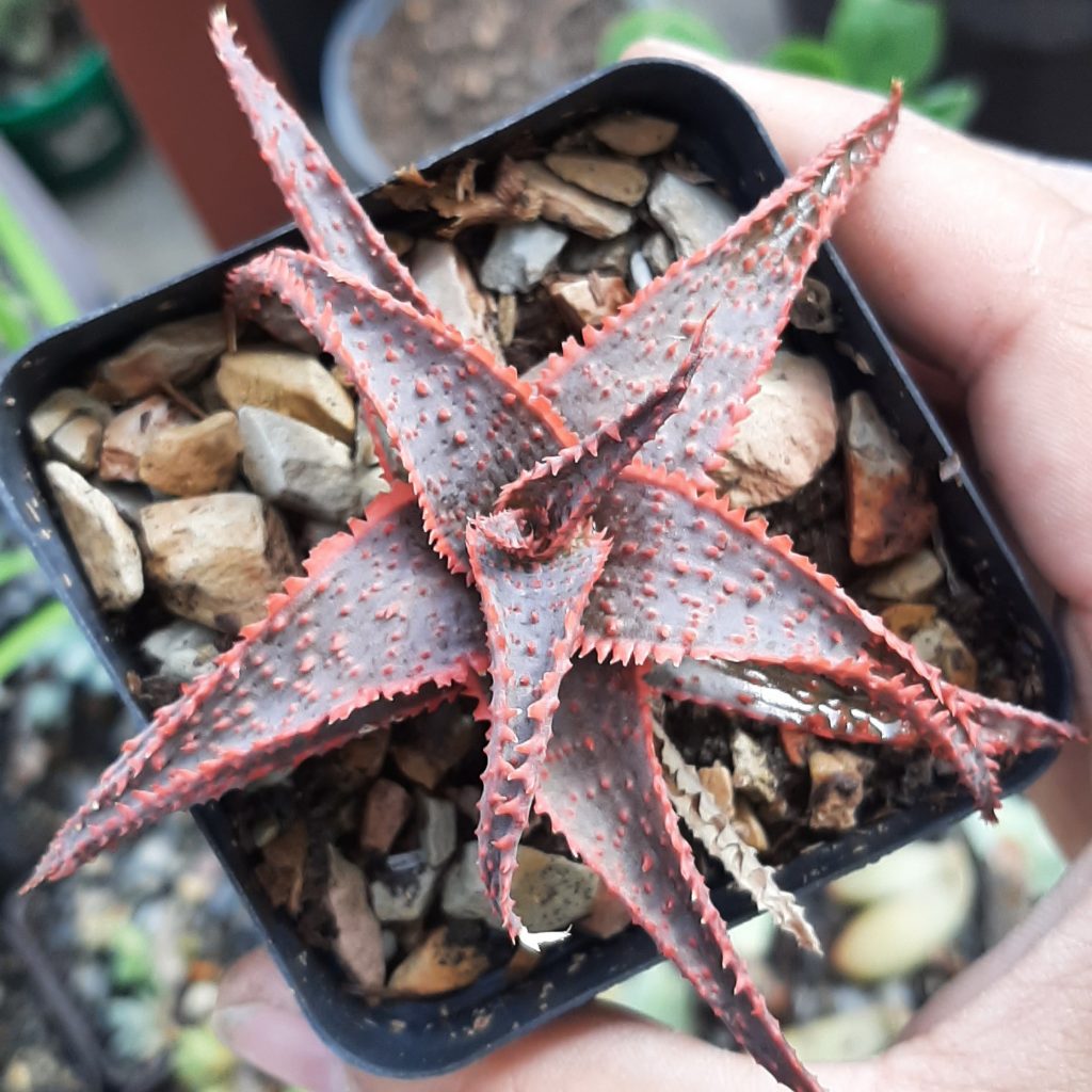 Aloe Christmas Carol