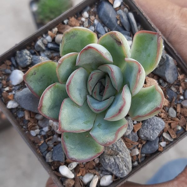 Echeveria Pulidonis