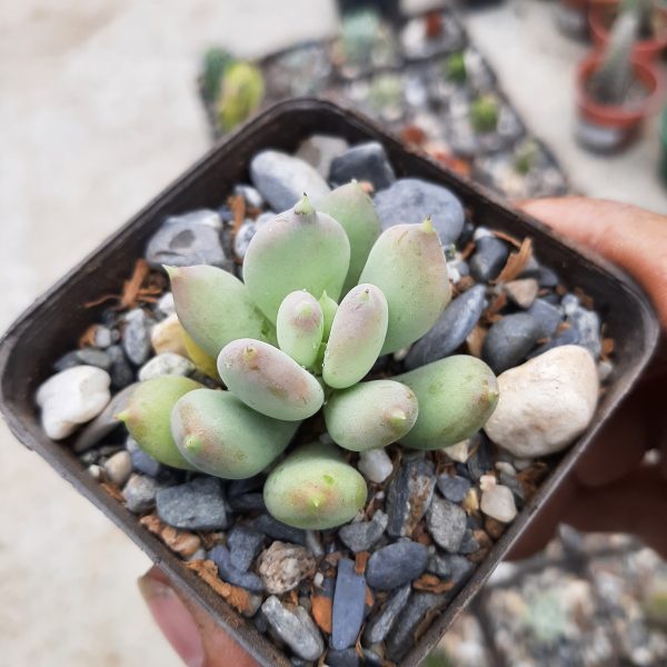 Pachyveria Su Franke