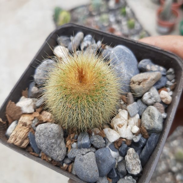 Parodia Leninghausii