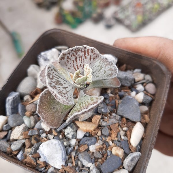 kalanchoe Rhombopilosa