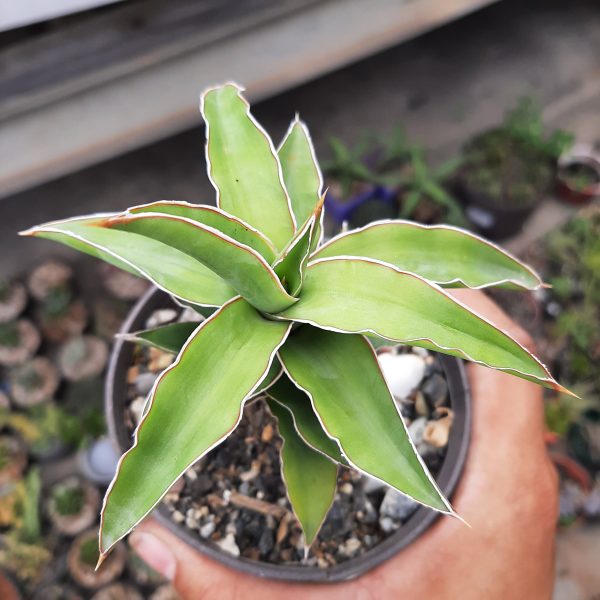 Sansevieria Sp