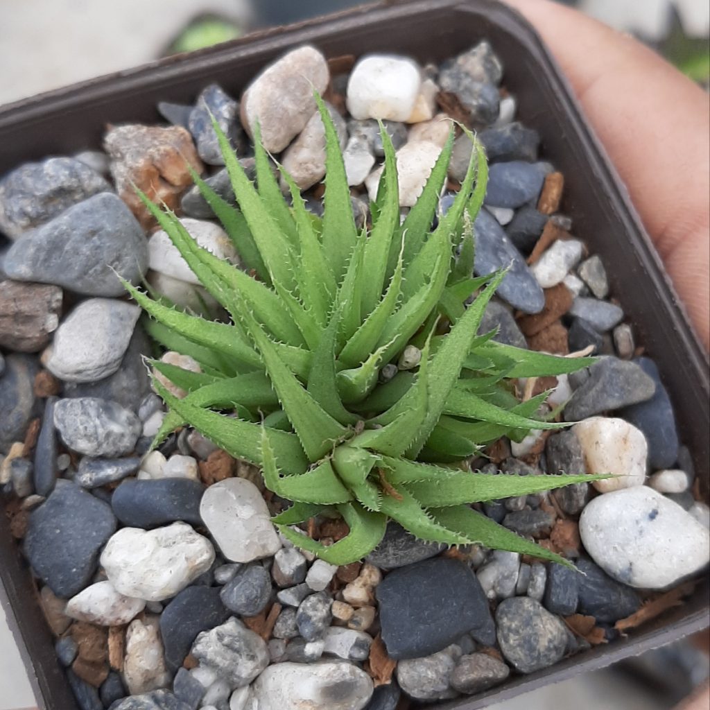 Haworthia Angustifolia var. Liliputana
