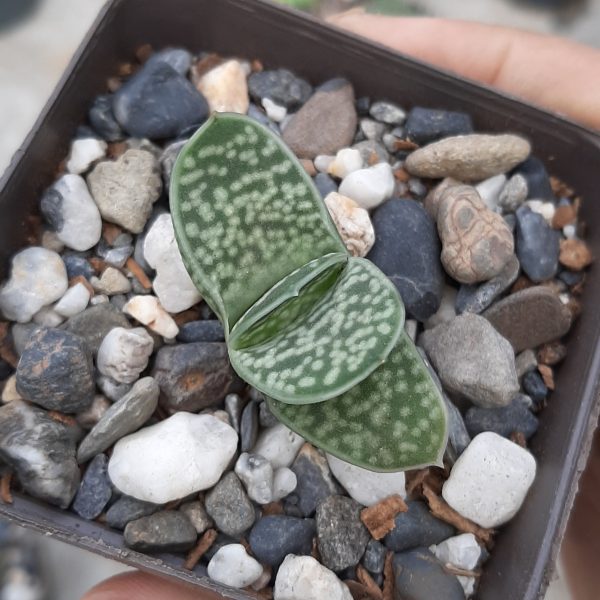 Gasteria Minor