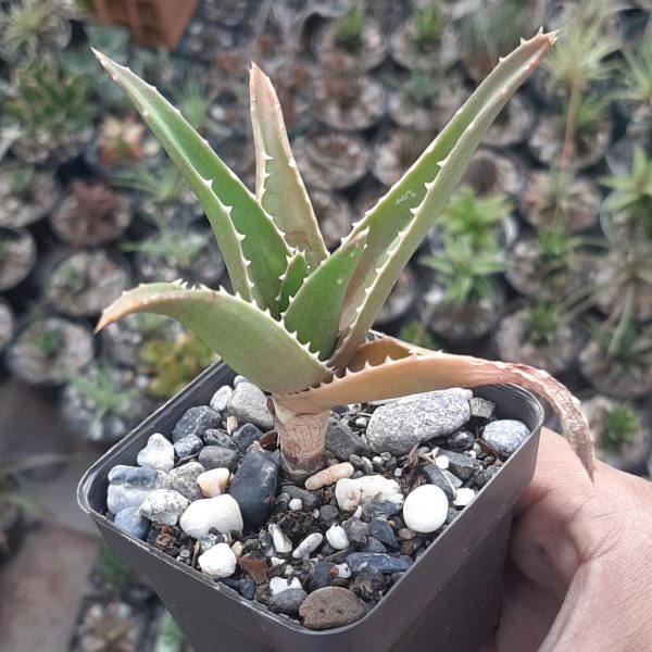 Aloe Vaombe