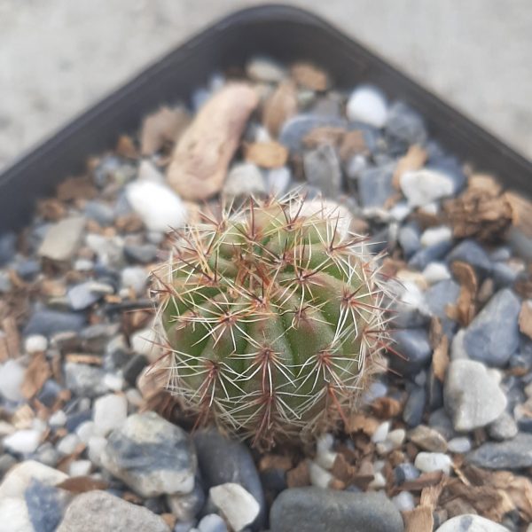 Parodia Ottonis