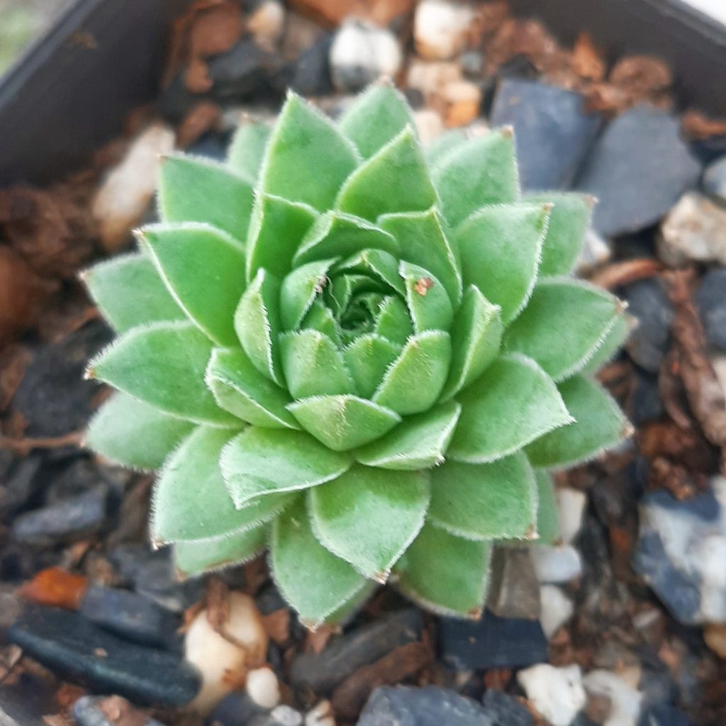 Sempervivum hibrido n1