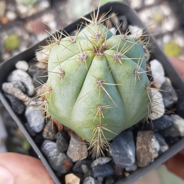 Pilosoceres Fulvilanatus