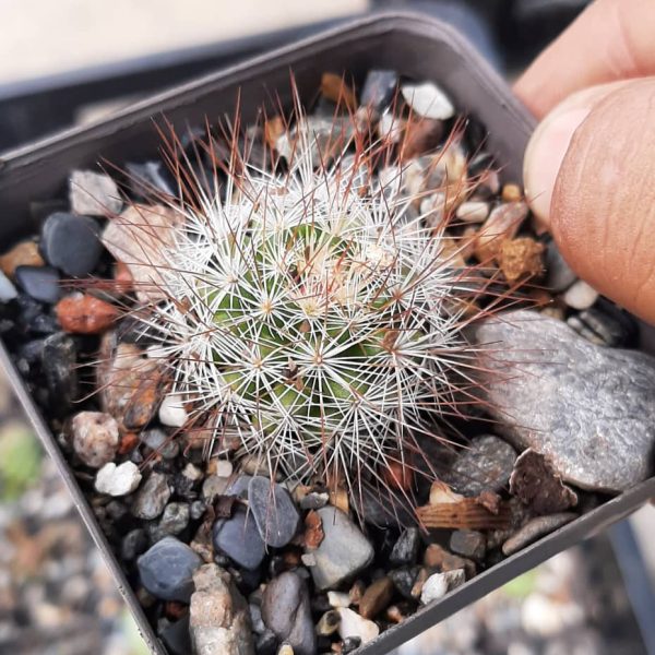 Mammillaria Marcosii