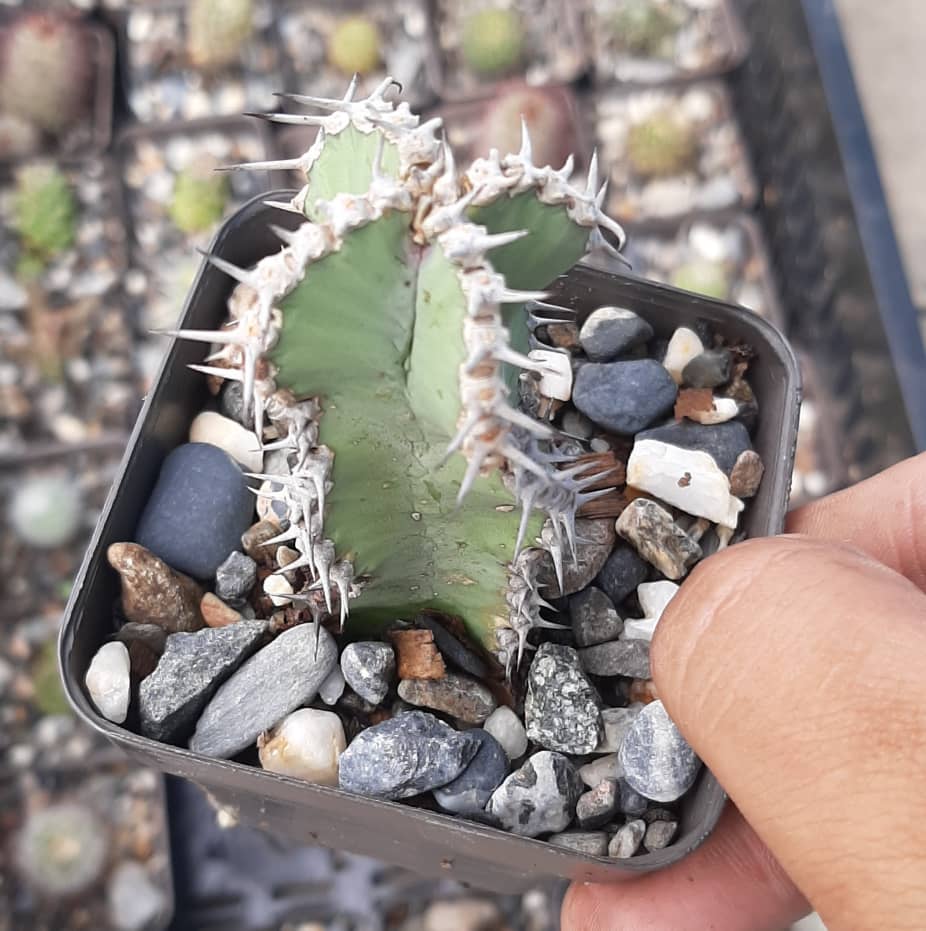 Euphorbia Polyacantha