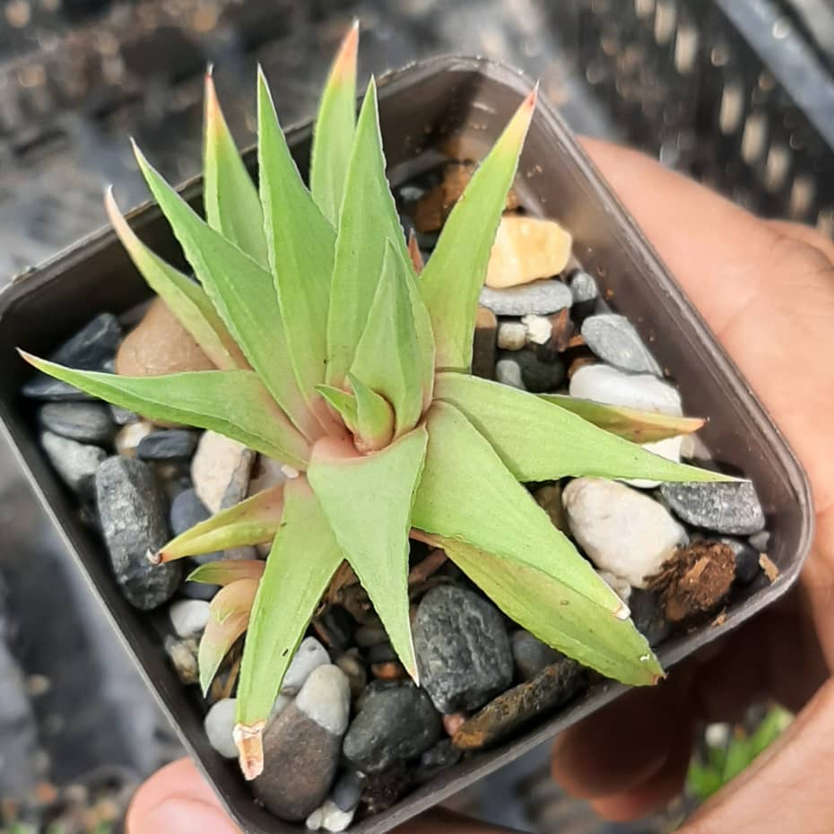 Haworthia Limifolia var Ubomboensis