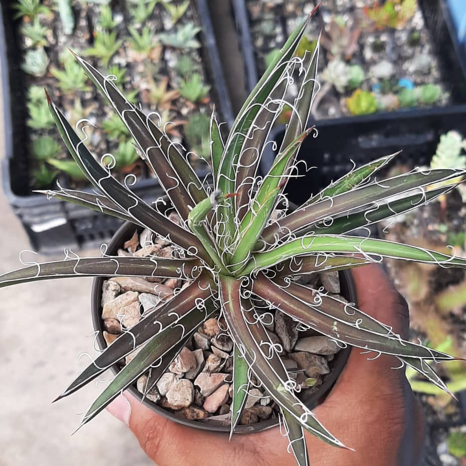 Agave Filifera var. Schidigera (P10)