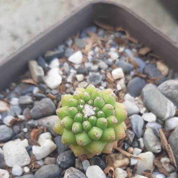 Mammillaria Polythele var. Nudum