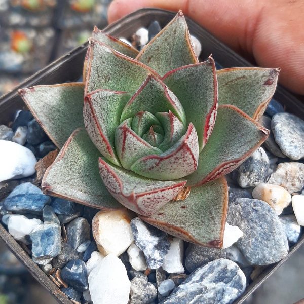 Echeveria Dionysos