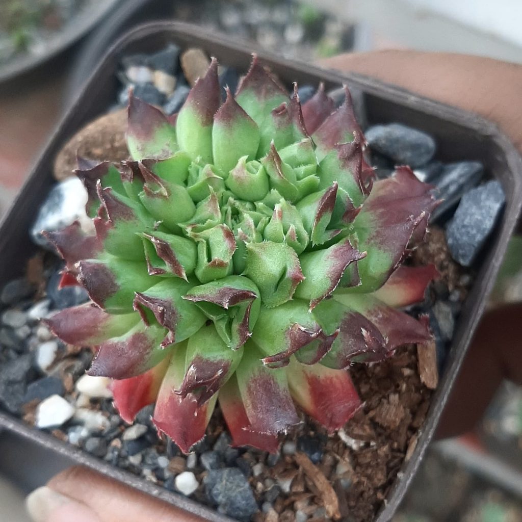 Sempervivum Oddity