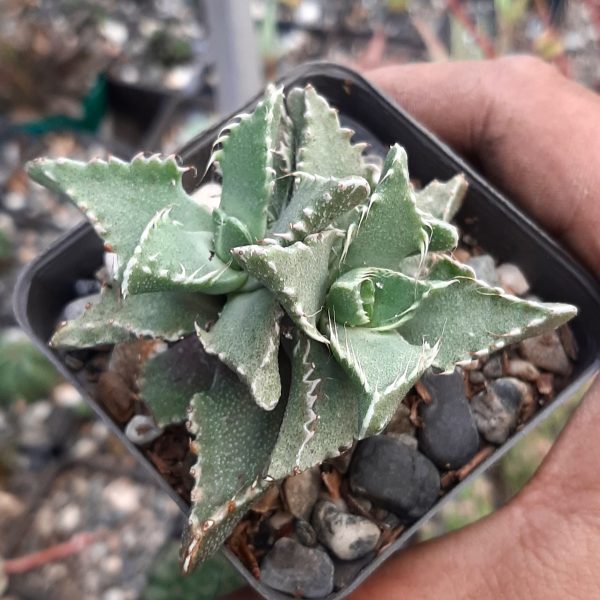 Faucaria Tigrina