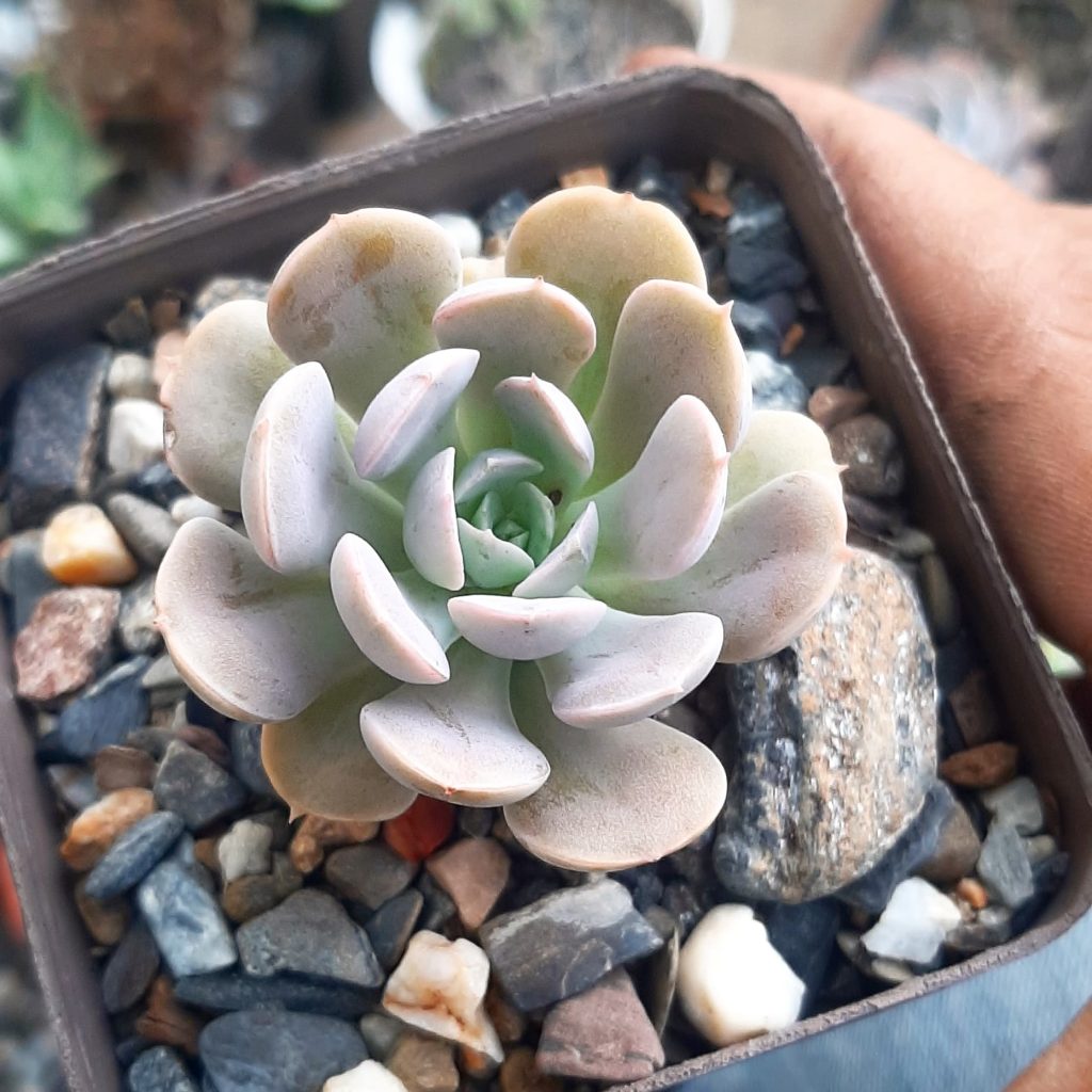 Echeveria Snowdrif