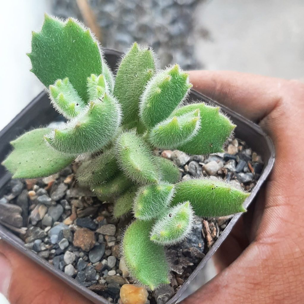 Cotyledon Tomentosa