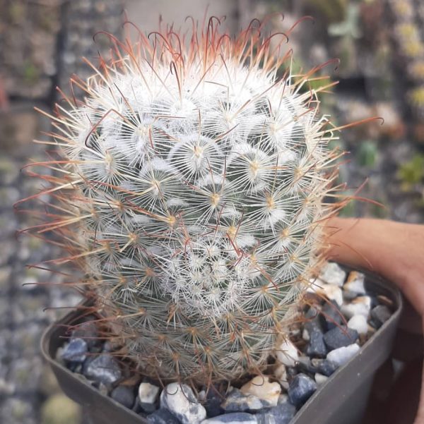 Mammillaria Bombycina (Grande)