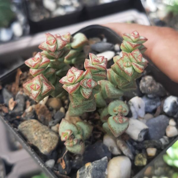 Crassula Rupestris Ssp. Commutata