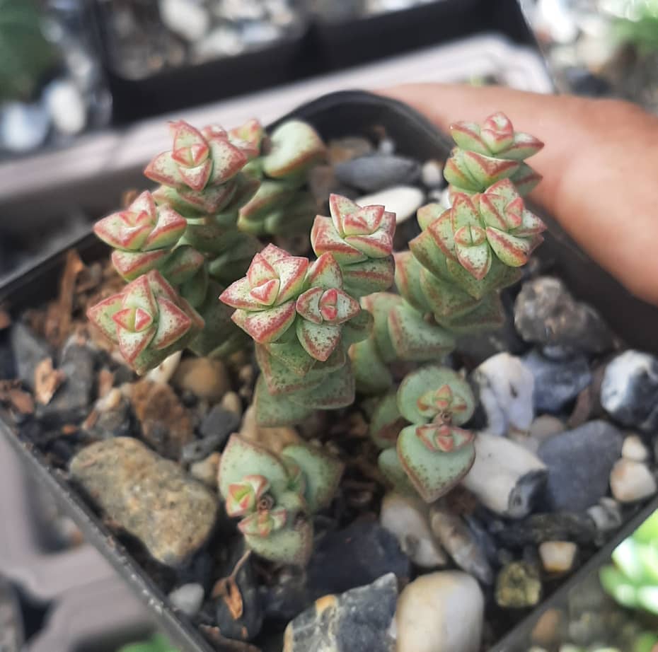 Crassula Rupestris Ssp. Commutata