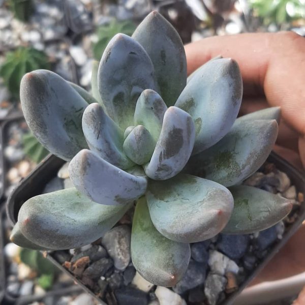 Pachyveria Blue Mist