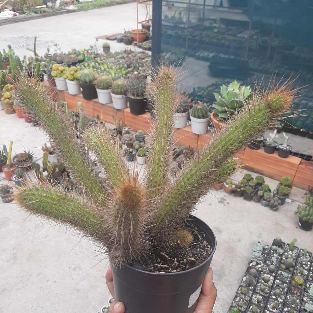 Cleistocactus samaipatanus (Adulto)