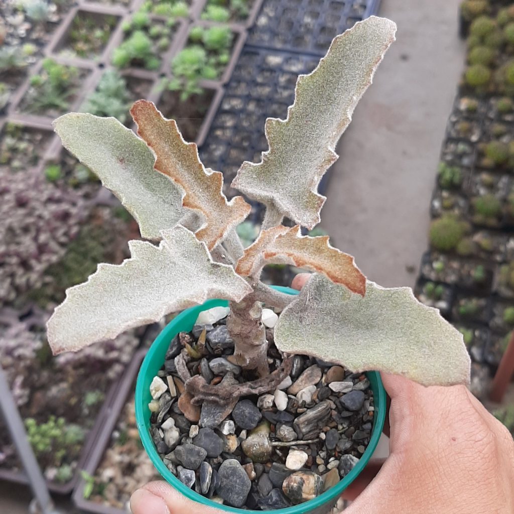 Kalanchoe Beharensis