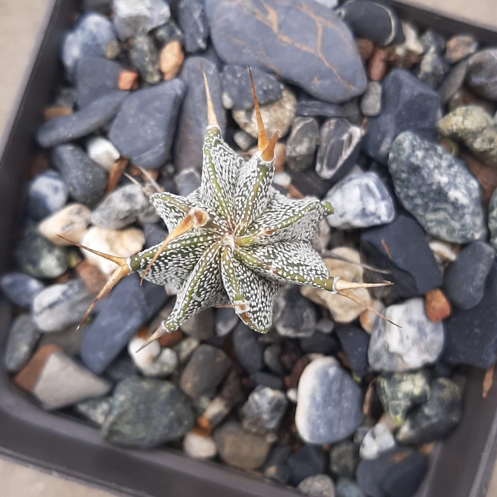 Astrophytum Ornatum hibrido numero (1)