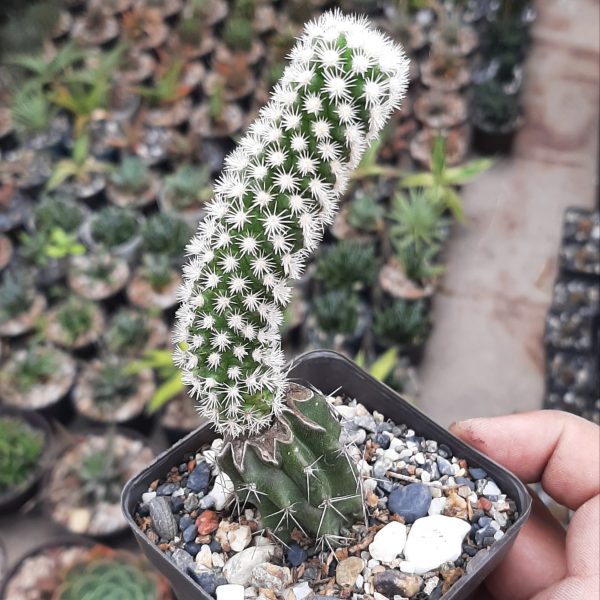 Injerto mammillaria Gracilis Snowcap