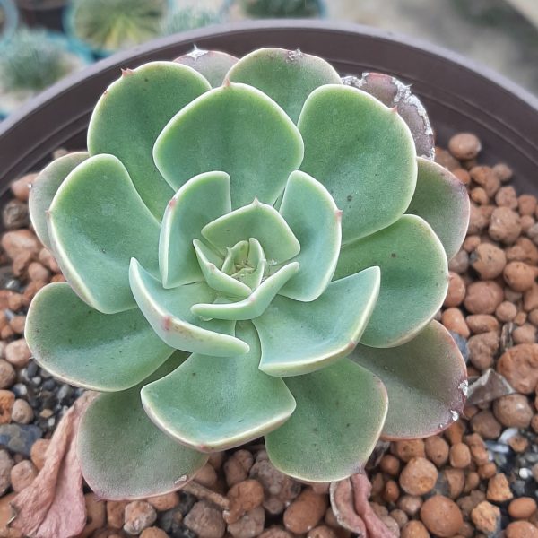 Echeveria Secunda