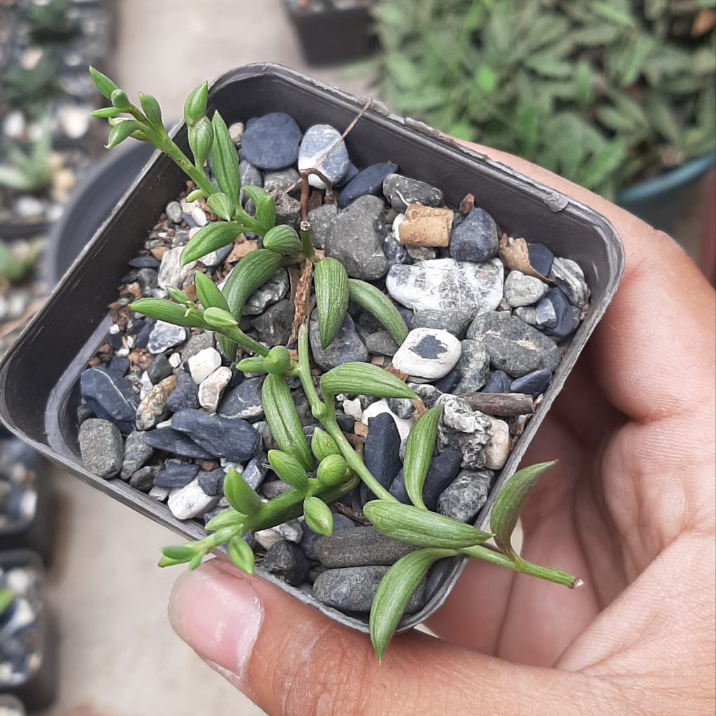 Senecio Radicans