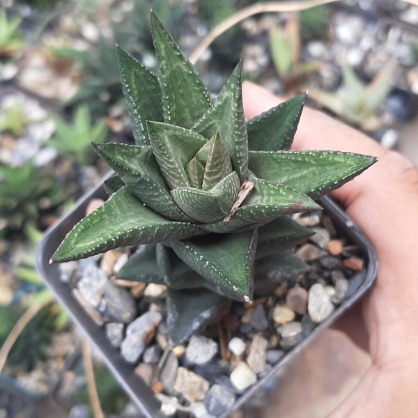 Haworthia Sampaiana