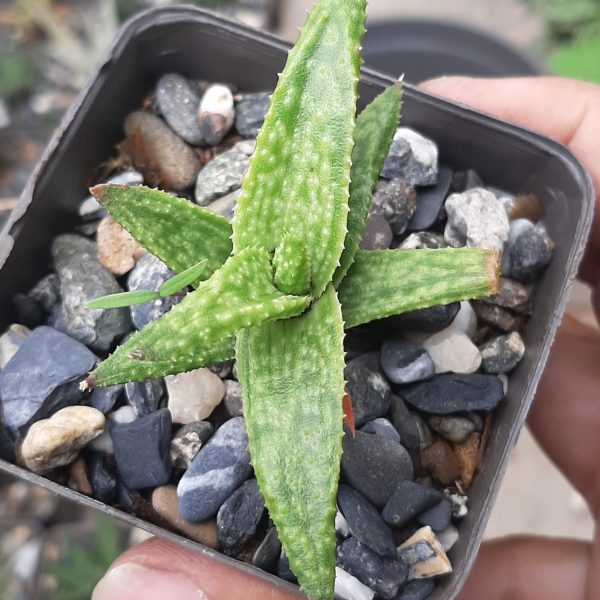 Gasteraloe Green Gold