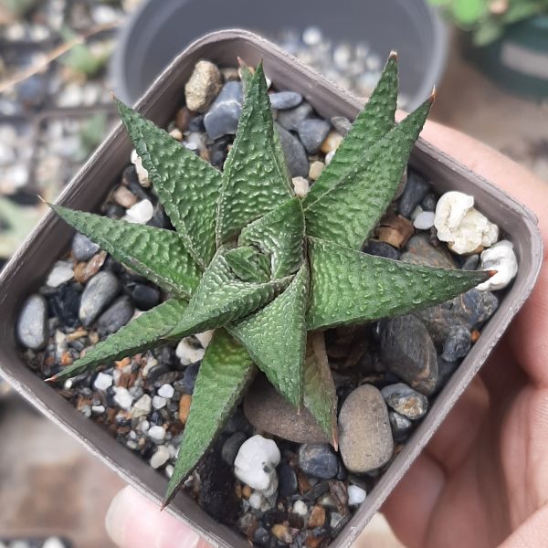 Haworthia Limifolia