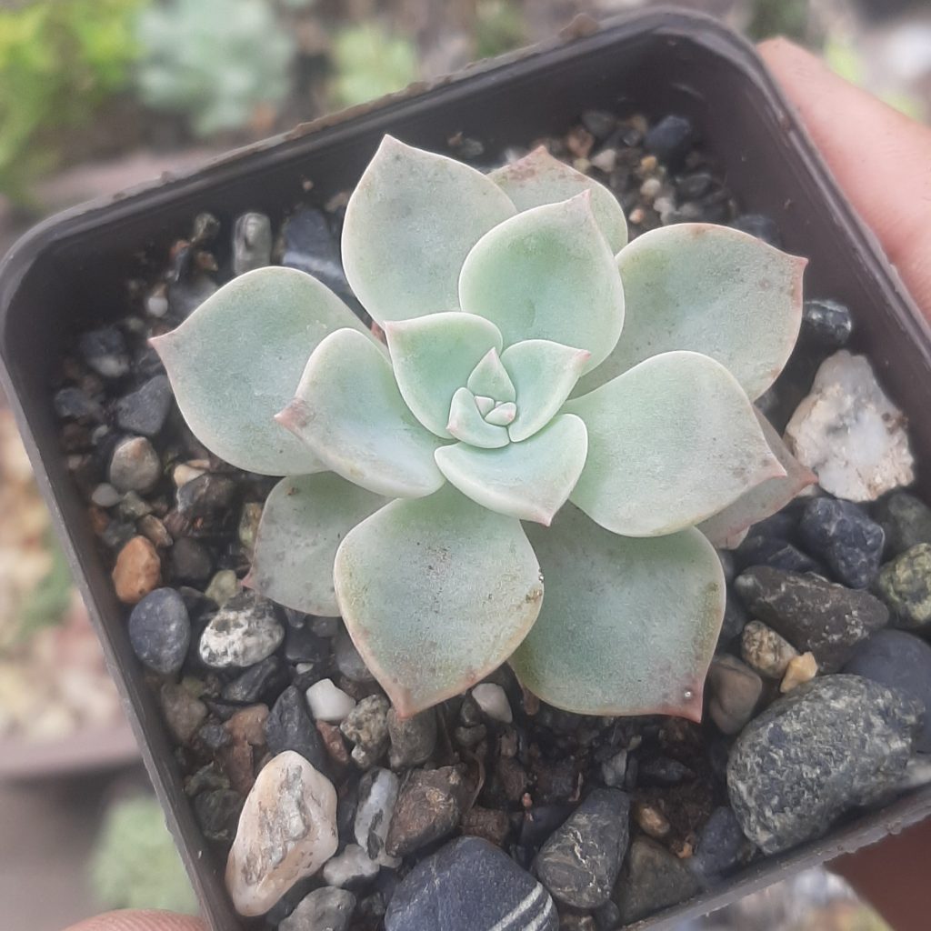 Graptoveria Cubanita