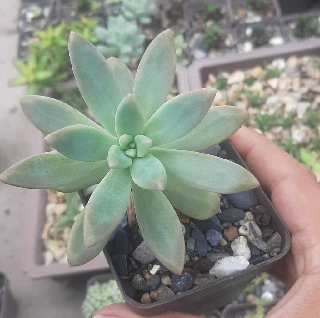 Graptosedum Francesco Baldii