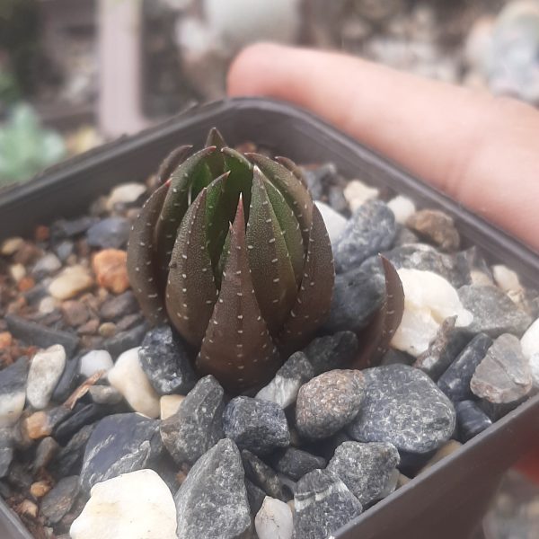 Haworthia Coarctata fma. Greenii