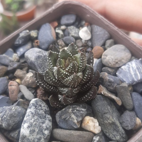 Haworthia Coarctata