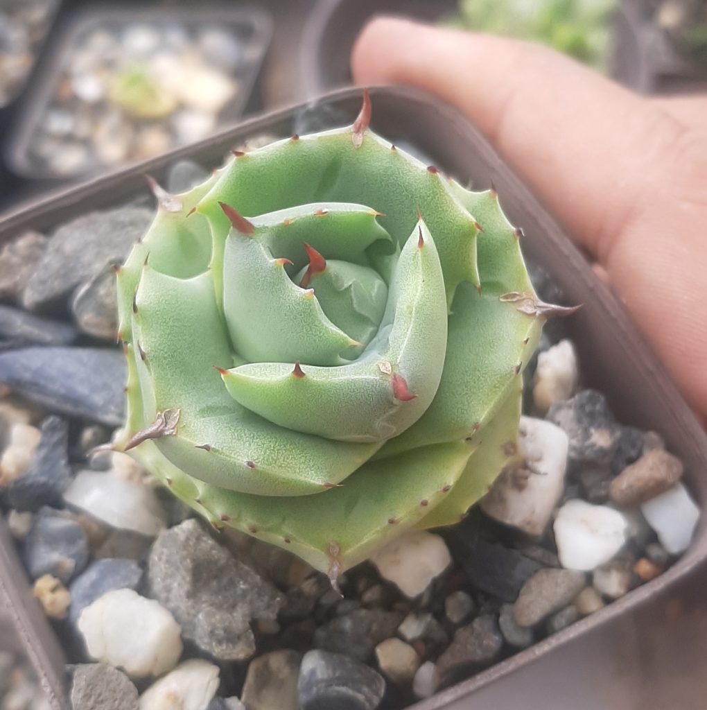 Agave Potatorum cv Shoji-Raijin (Mediano)
