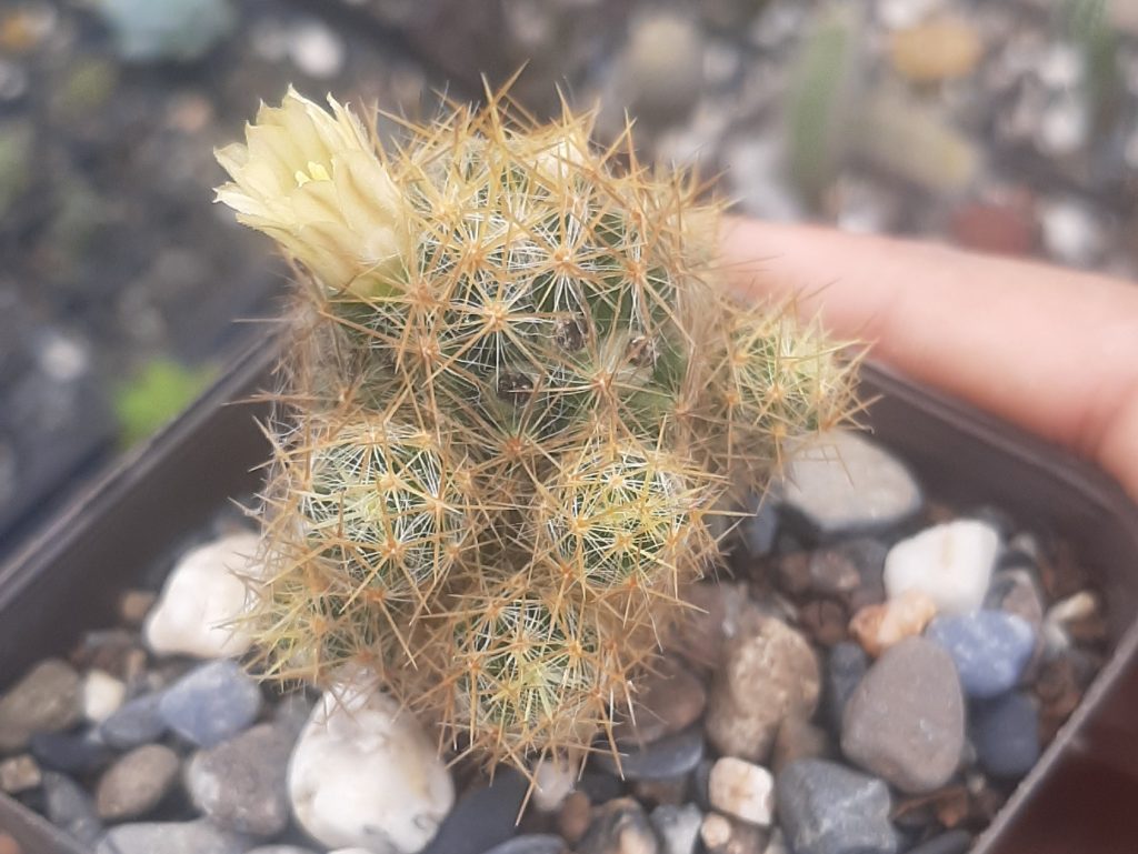 Mammillaria Prolifera ssp Haitinensis