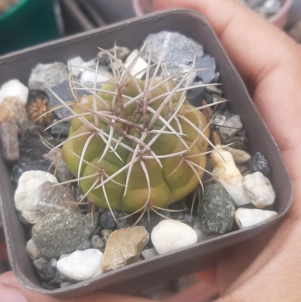 Gymnocalyciun Eurypleurum