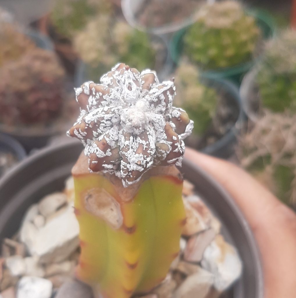 Injerto Astrophytum Myriostigma cv Hanya Fukuryu